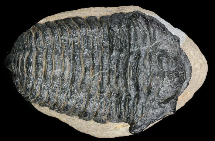 Calymene (With Shell) Trilobite - Tazarine, Morocco #56043